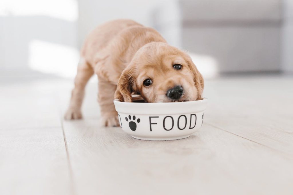 cane cosa non dare da mangiare