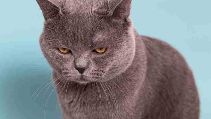 Esistono i gatti psicopatici? Se sì, come riconoscerli?
