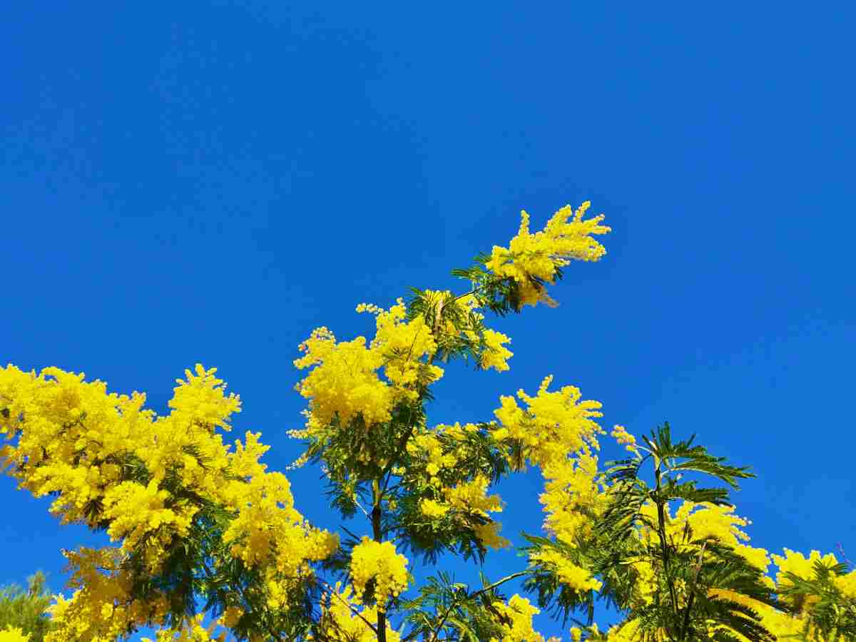 Il cambiamento climatico sta condizionando anche la coltivazione delle mimose