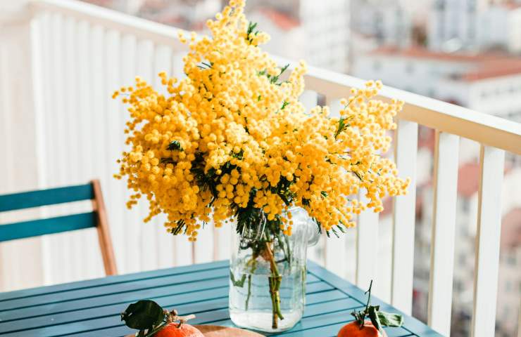 La scelta della mimosa come fiore simbolo delle donne risale a oltre 70 anni fa