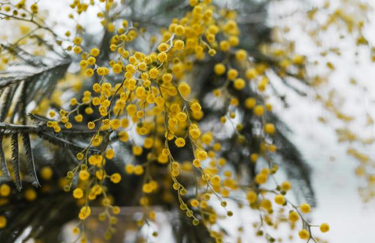 Le mimose sono conosciute in tutta Italia come il simbolo della Festa delle donne